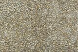 Polished Dinosaur Bone (Gembone) Slab - Morocco #290292-1